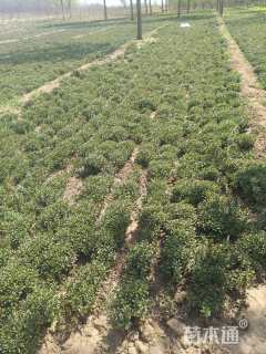 高度15厘米三七景天