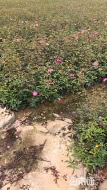 高度20厘米丰花月季