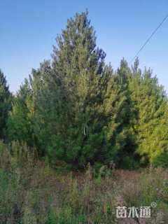 高度550厘米白皮松