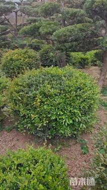 高度120厘米小叶蚊母