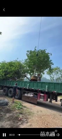 5公分福建山樱花