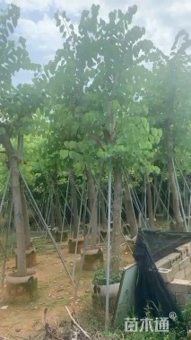 高度350厘米紫荆