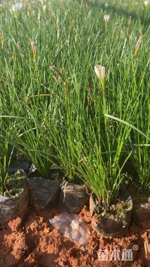 高度20厘米葱兰