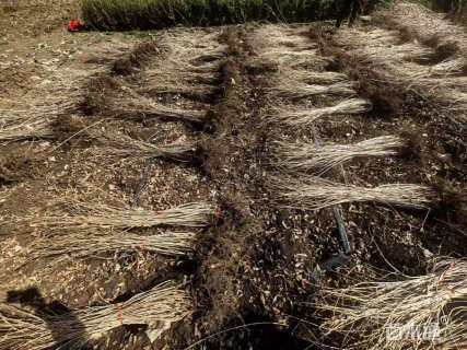高度50厘米红王子锦带