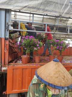 高度40厘米紫花三角梅