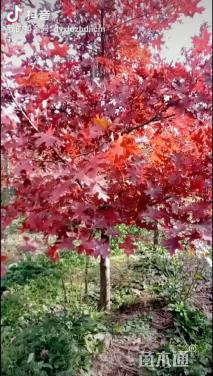 12公分北美红栎