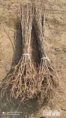 高度50厘米紫穗槐