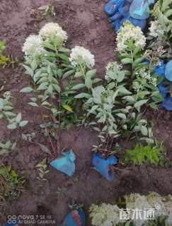 高度60厘米大花水桠木