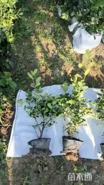 0.5公分无刺枸骨