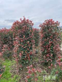 高度150厘米红叶石楠柱