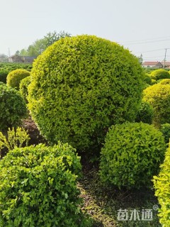 高度100厘米金冠女贞