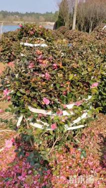 冠幅150厘米茶梅球