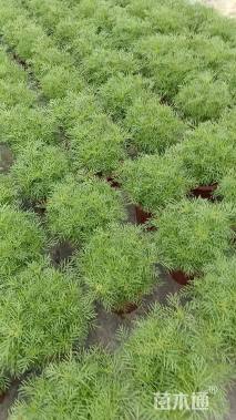 高度35厘米波斯菊