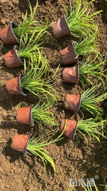 高度21厘米金娃娃萱草