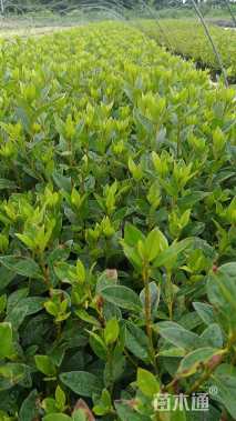 高度25厘米春鹃小苗