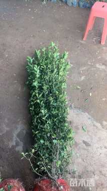 高度180厘米北海道黄杨