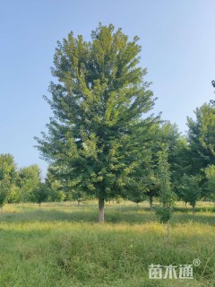 25公分美国红枫