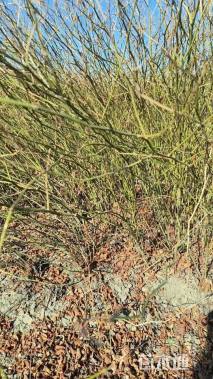 高度50厘米棣棠