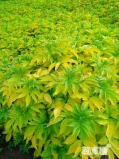 高度100厘米金叶接骨木