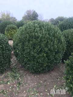 冠幅150厘米大叶黄杨球