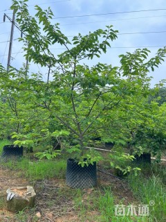 高度300厘米番荔枝