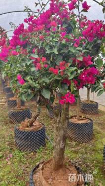 高度150厘米四季红