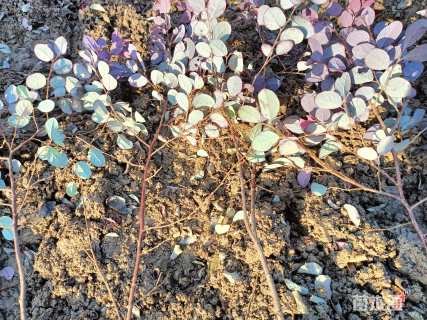 高度25厘米红花继木