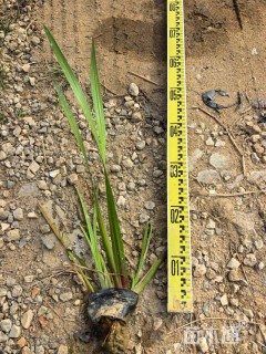 高度30厘米水菖蒲