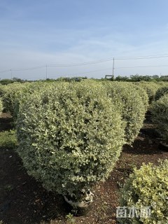 冠幅150厘米银姬小蜡球