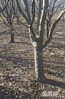 15公分绚丽海棠