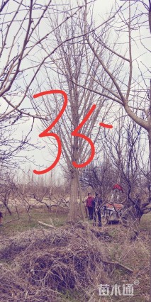 35公分银杏