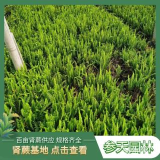 高度40厘米肾蕨