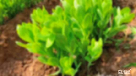 高度30厘米八宝景天