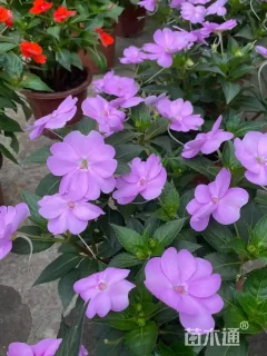 高度30厘米新几内亚凤仙