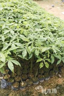 0.5公分大腹木棉