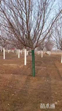 15公分红粉佳人樱