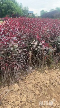 0.5公分紫叶矮樱