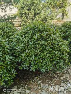 冠幅150厘米红叶石楠球