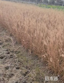 高度40厘米狼尾草