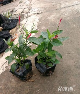 高度20厘米大花芦莉