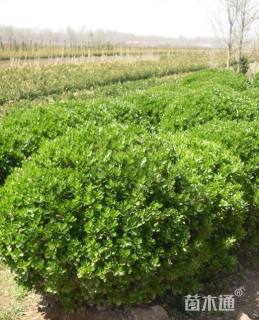 冠幅140厘米冬青球