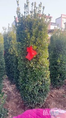 高度200厘米大叶黄杨柱