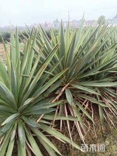 高度30厘米凤尾兰