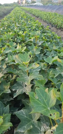 主蔓长20厘米熊掌木