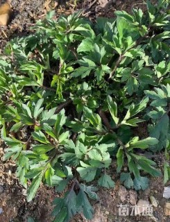 高度15厘米小毛茛