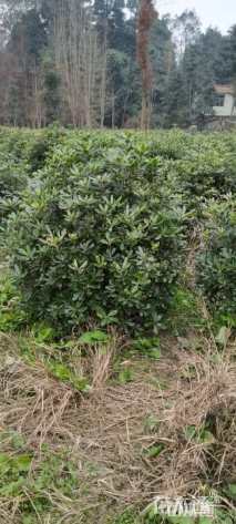 冠幅80厘米海桐球