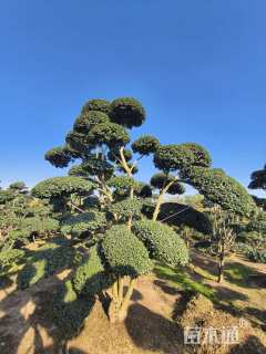 10公分造型女贞