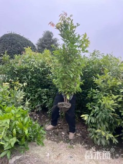 高度150厘米丛生天竺桂