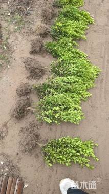 高度50厘米豆瓣黄杨