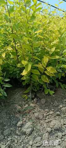 高度50厘米金叶榆小苗